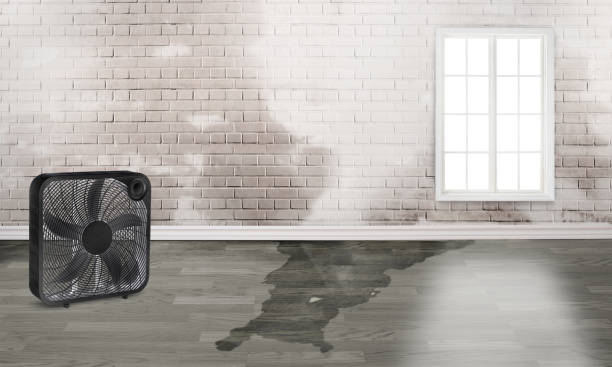 Best Basement water damage restoration  in Chesilhurst, NJ
