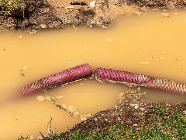 Best Water damage mitigation services  in Chesilhurst, NJ